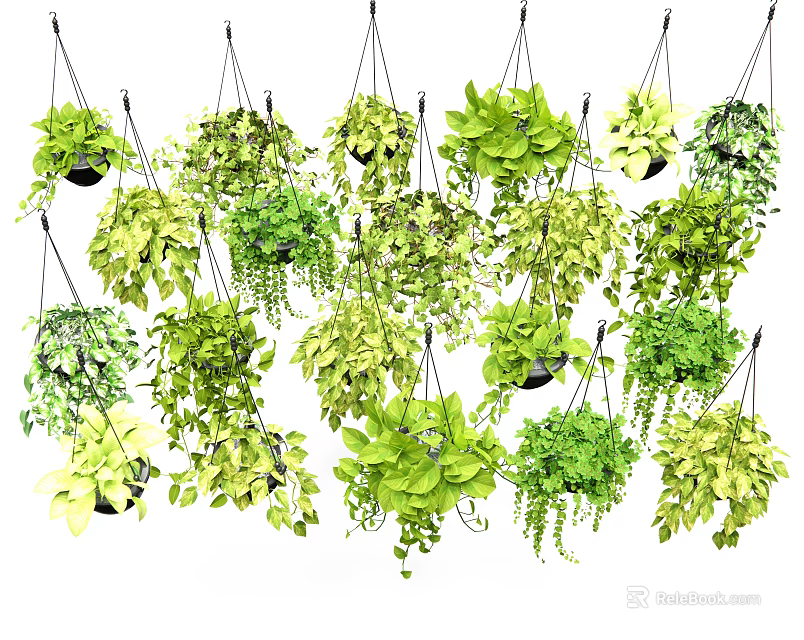 Lush Green Hanging Plants In Various Varieties For Indoor Home Decor 3d model 