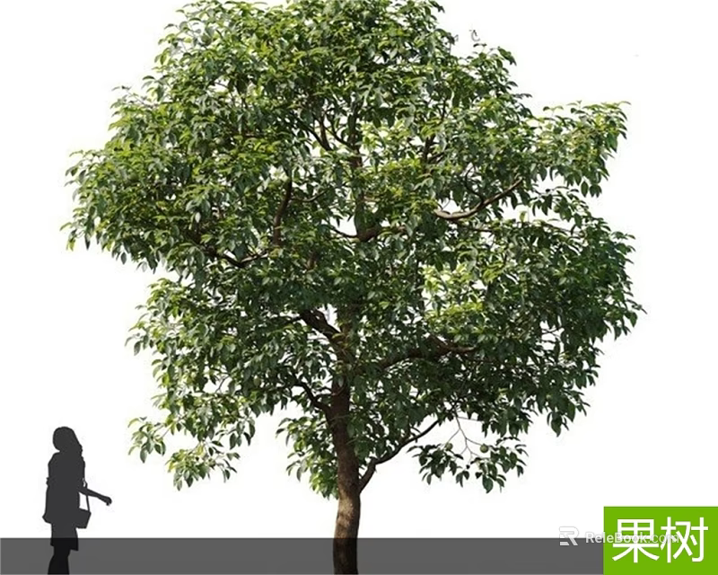 Lush Green Fruit Tree With Dense Foliage And Person Silhouette In White Background 3d model 