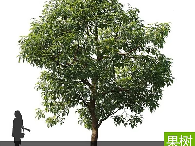 Lush Green Fruit Tree With Dense Foliage And Person Silhouette In White Background 3d model