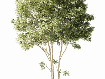 Lush Green Arbor Tree With Dense Foliage And Sturdy Trunk 3d model