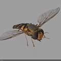 Hoverfly With Striped Body Large Compound Eyes And Transparent Wings On White Background
