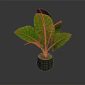 Green Leaf Plant With Large Veined Leaves In Black Pot On Dark Background