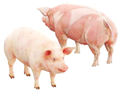 Pig Anatomical Structure Illustration With Whole Pig And Muscle Details 3d model
