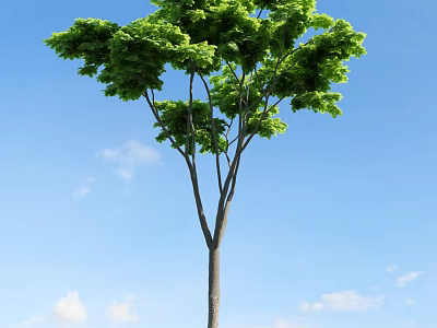 Tall Arbor With Lush Green Leaves Against Blue Sky And White Clouds 3d model