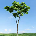 Tall Arbor With Lush Green Leaves Against Blue Sky And White Clouds