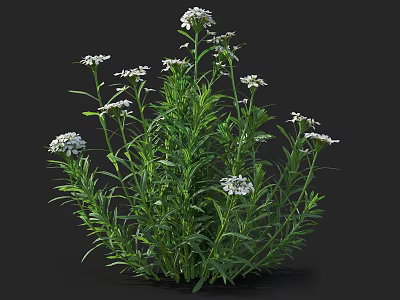 Lush Green Plant With Abundant Small White Flowers And Vibrant Green Leaves 3d model