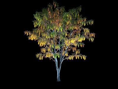 Arbor With Green And Yellow Hanging Leaves On Slender Trunk Isolated On Black Background 3d model