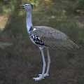 Brown And White Spotted Reptile With Long Legs Standing In Natural Grass Habitat