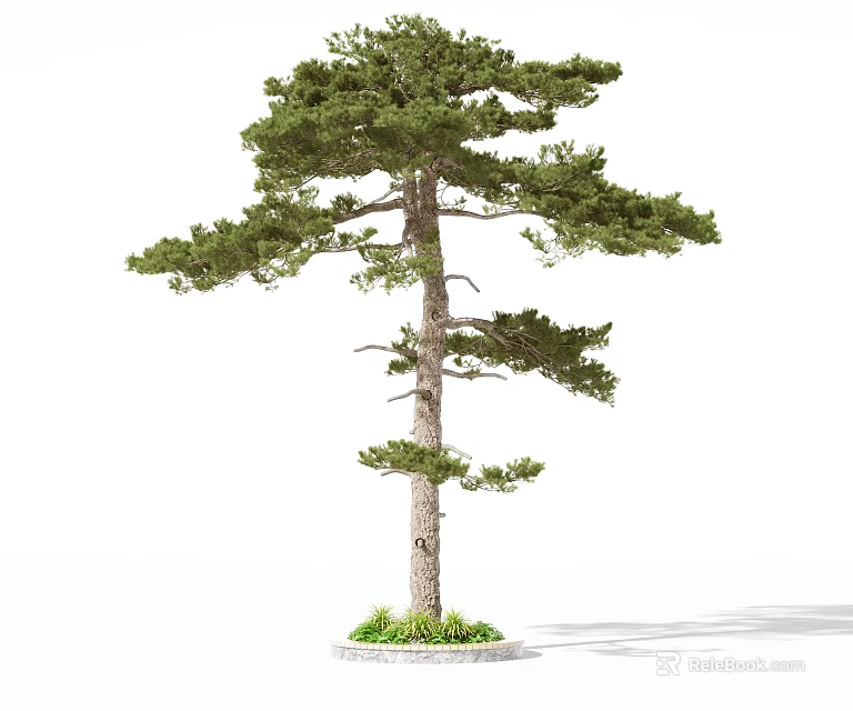 Tall Straight Trunk Tree With Lush Green Foliage And Grass At Base 3d model 