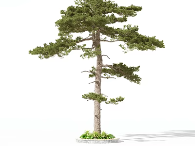Tall Straight Trunk Tree With Lush Green Foliage And Grass At Base 3d model