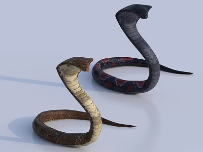Two Coiled Snakes With Distinctive Head Shapes And Different Colored Scales On White Background 3d model