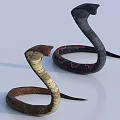Two Coiled Snakes With Distinctive Head Shapes And Different Colored Scales On White Background