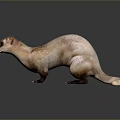 Realistic Ferret Light Brown And White Fur Standing On Dark Smooth Surface With Clear Reflection