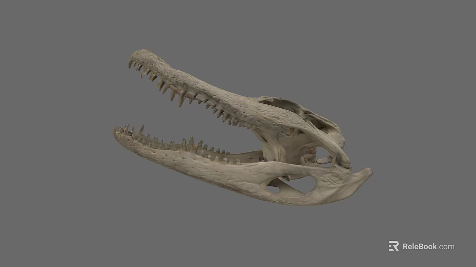Reptile Crocodile Skull Skeleton with Detailed Bone Structure and Sharp Teeth 3d model