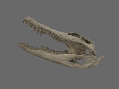 Reptile Crocodile Skull Skeleton with Detailed Bone Structure and Sharp Teeth 3d model