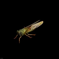 Green Cicada With Transparent Wings Detailed Body And Long Legs As Flying Insect