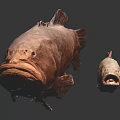 Detailed Red Grouper Fish on Dark Background with Clear Reflection View 3d model