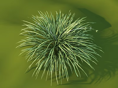 Green Shrub with Spiky Leaves and Rounded Shape Casting Shadow on Green Surface 3d model