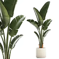 Tropical Potted Plants With Large Green Leaves In White Ceramic Containers