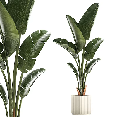 Tropical Potted Plants With Large Green Leaves In White Ceramic Containers 3d model