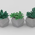 Three Green Succulent Plants in Hexagonal Concrete Pots