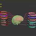 Human Brain Anatomy Model Showing Frontal Parietal Temporal Occipital Lobes And Cerebellum