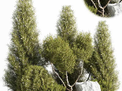 Lush Green Flowers and Thriving Plants in Natural Outdoor Garden with Rocks and Fresh Leaves 3d model