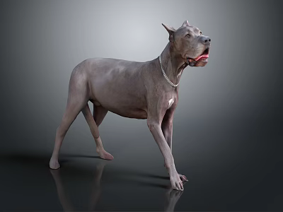 Gray Muscular Dog Standing Alert With Collar On Gray Reflective Background 3d model