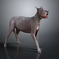 Gray Muscular Dog Standing Alert With Collar On Gray Reflective Background