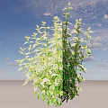 Lush Green Bush With Variegated White And Green Leaves For Garden Landscaping