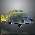 Vibrant Fish With Yellow Fins And Shimmering Blue Green Scales On Gray Background