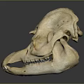 Animal Skull As Anatomical Organ With Detailed Bone Structure And Features