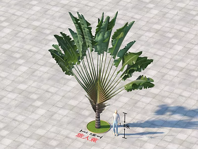 Large Bonsai Potted Plant With Wide Tropical Green Leaves For Outdoor 3d model
