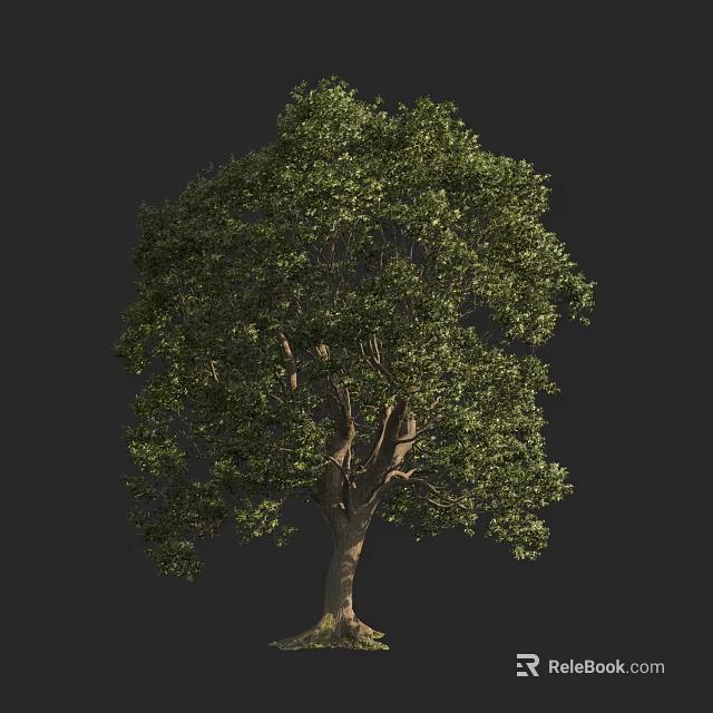 Arbor With Lush Green Foliage And Tall Sturdy Trunk In Outdoor Setting 3d model 