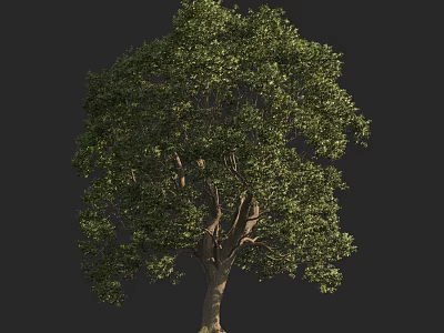 Arbor With Lush Green Foliage And Tall Sturdy Trunk In Outdoor Setting 3d model