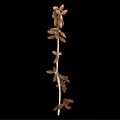 Dried Plant Stem With Spiky Brown Fruits Against Black Background