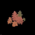 Ornamental Arbor Trees With Red And Green Foliage In Various Shapes For Landscaping