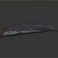 Blue Whale With Elongated Body Open Mouth And Yellow Throat On Gray Background