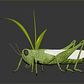 Green Grasshopper With Red Eyes And White Wings Near Green Grass Leaves On Gray Background