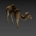 Realistic Dromedary Camel 3D Model Standing With Detailed Fur Texture 3d model