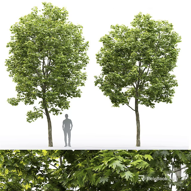 Tall Arbor Trees With Lush Green Foliage And Human Silhouette For Scale 3d model 