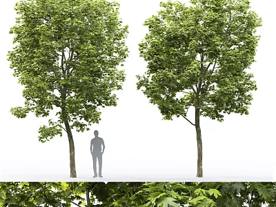 Tall Arbor Trees With Lush Green Foliage And Human Silhouette For Scale 3d model