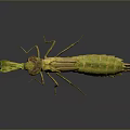 Green Mantis with Detailed Body Structure Predatory Forelegs and Reflection on Gray Gradient Background