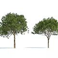 Two Arbor Trees With Lush Green Rounded Canopies And Straight Trunks 3d model