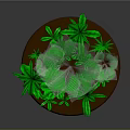 Lush Green Plant Arrangement With Round Brown Base And Tropical Leaves