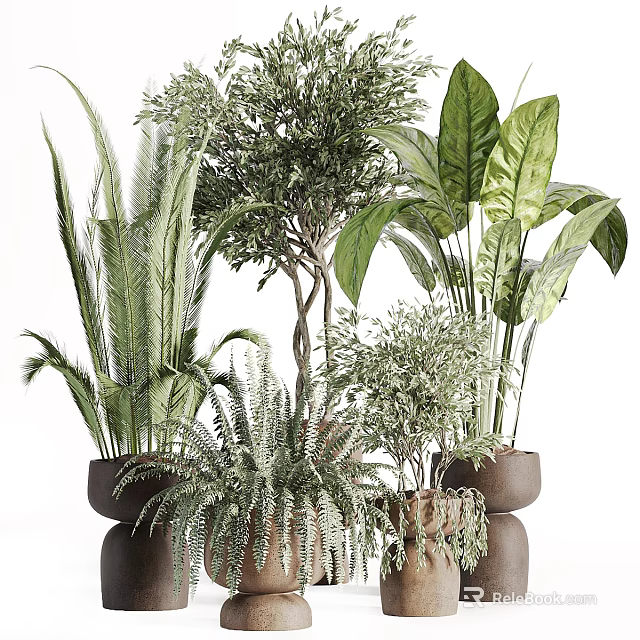 Various Indoor Green Plants with Different Leaf Shapes and Potted Arrangements 3d model 