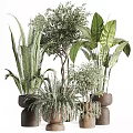 Various Indoor Green Plants with Different Leaf Shapes and Potted Arrangements