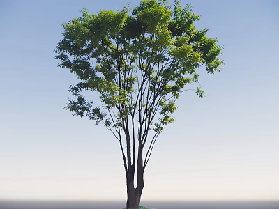 Tall Arbor With Lush Green Leaves And Slender Trunk Against Blue Sky 3d model