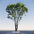 Tall Arbor With Lush Green Leaves And Slender Trunk Against Blue Sky