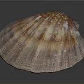 Scallop Shaped Brown And Orange Textured Natural Seashell For Home Decor